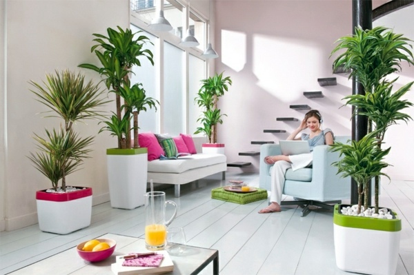 Feng Shui plants for harmony and positive energy in the living room