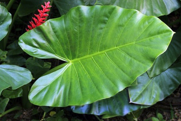 the taro plant knowing and practical tips interior the taro plant knowing and practical tips interior