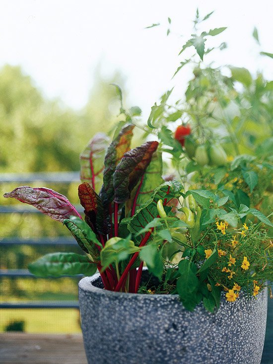 20 interesting, fresh ideas for growing vegetables in contai.