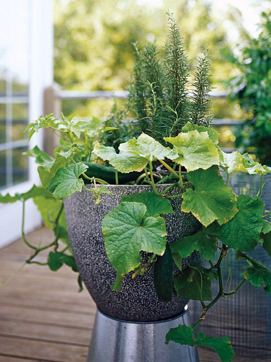 20 interesting, fresh ideas for growing vegetables in containers
