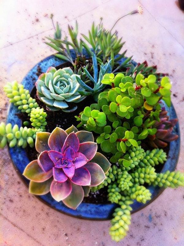 Garden ideas in autumn – bring your potted plants indoors ... Garden ideas in autumn – bring your potted plants indoors ...