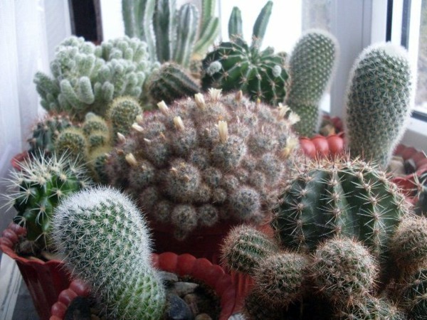 Green house plants - flowering, easy care potted plants ...