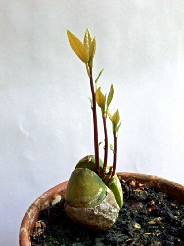 Avocado plant how can you grow an avocado sapling