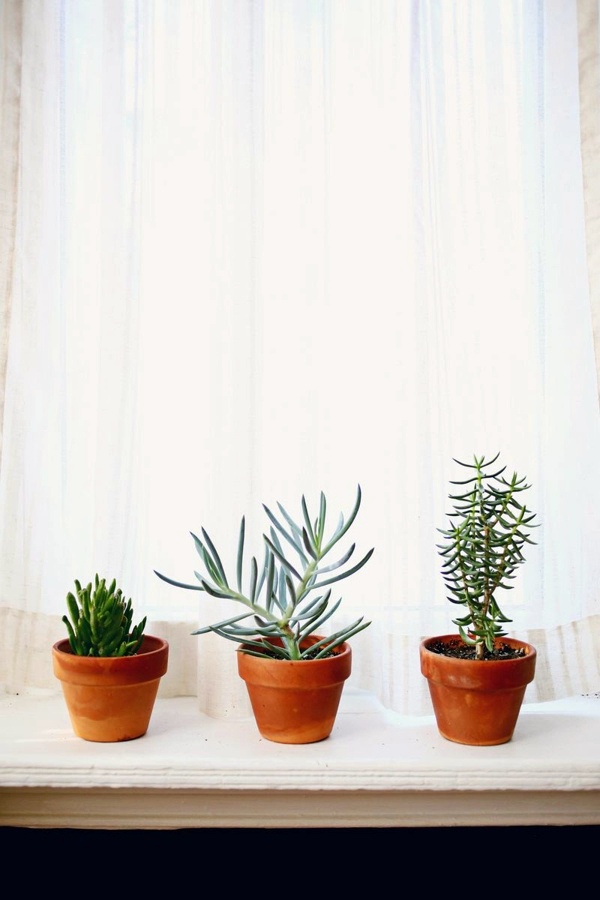 sturdy houseplants popular easy care potted plants interior design ideas avso org sturdy houseplants popular easy care potted plants interior design ideas avso org