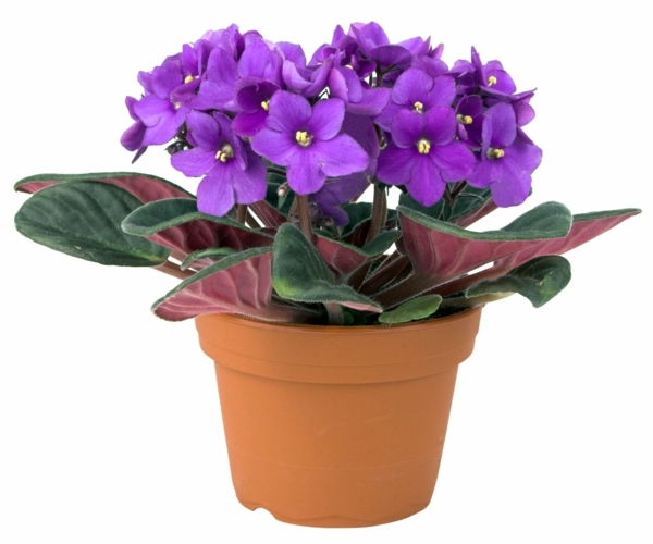 flowering house plants purple sturdy houseplants popular easy care potted plants interior - Flowering House Plants Purple flowering house plants purple sturdy houseplants popular easy care potted plants interior - Flowering House Plants Purple