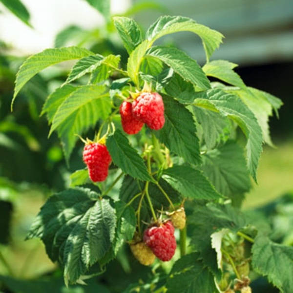 Raspberries in the garden planting useful tips