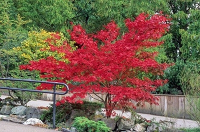 Garden Ideas For Narrow Spaces build long and narrow garden beds along the yard fence Garden Ideas For Narrow Spaces A Garden In The Middle Of The Driveway Read Great Articles Garden Ideas For Narrow Spaces 15 ideas for making the most out of your small garden Garden Ideas For Narrow Spaces A Garden In The Middle Of The Driveway Read Great Articles