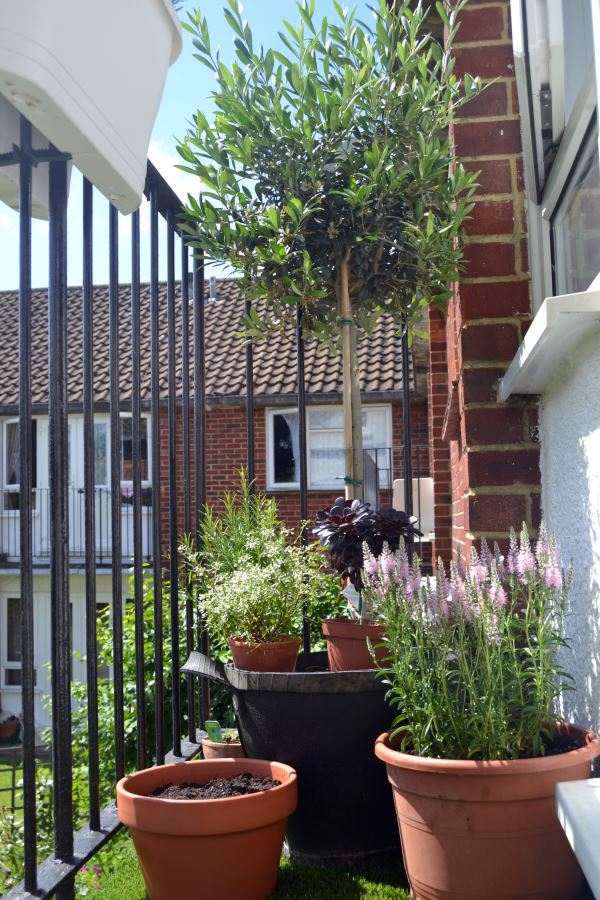 Terrace design with plants beautiful examples and advice for you
