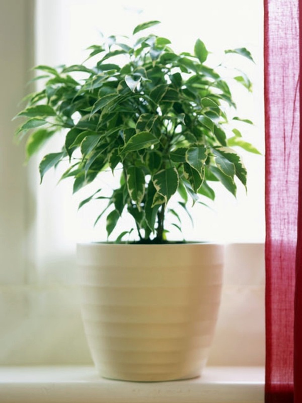 Fresh Easy To Care For Houseplants That Improve The Interior Fresh Easy To Care For Houseplants That Improve The Interior