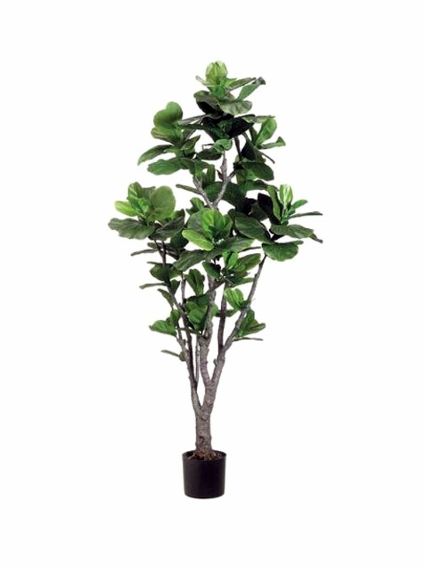 fresh easy to care for houseplants that improve the interior tall indoor plants low light - Tall House Plants Low Light fresh easy to care for houseplants that improve the interior tall indoor plants low light - Tall House Plants Low Light