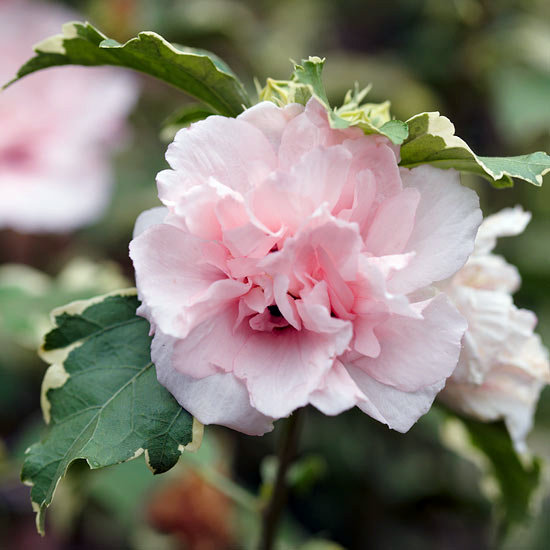 The Most Beautiful Pink Flowers In Garden Grow Landscaping The Most Beautiful Pink Flowers In Garden Grow Landscaping