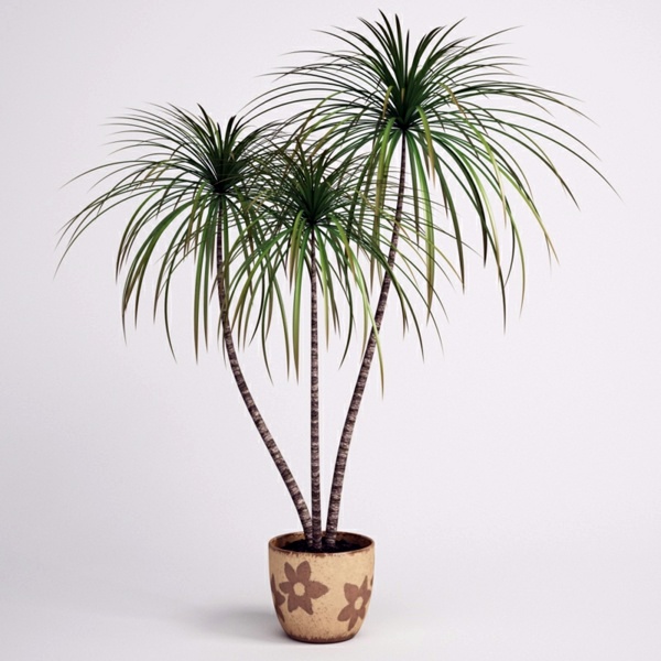 Indoor plants suitable for dark rooms Interior Design