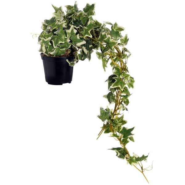 Indoor plants suitable for dark rooms Interior Design