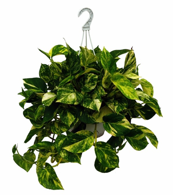 Indoor plants suitable for dark rooms Interior Design