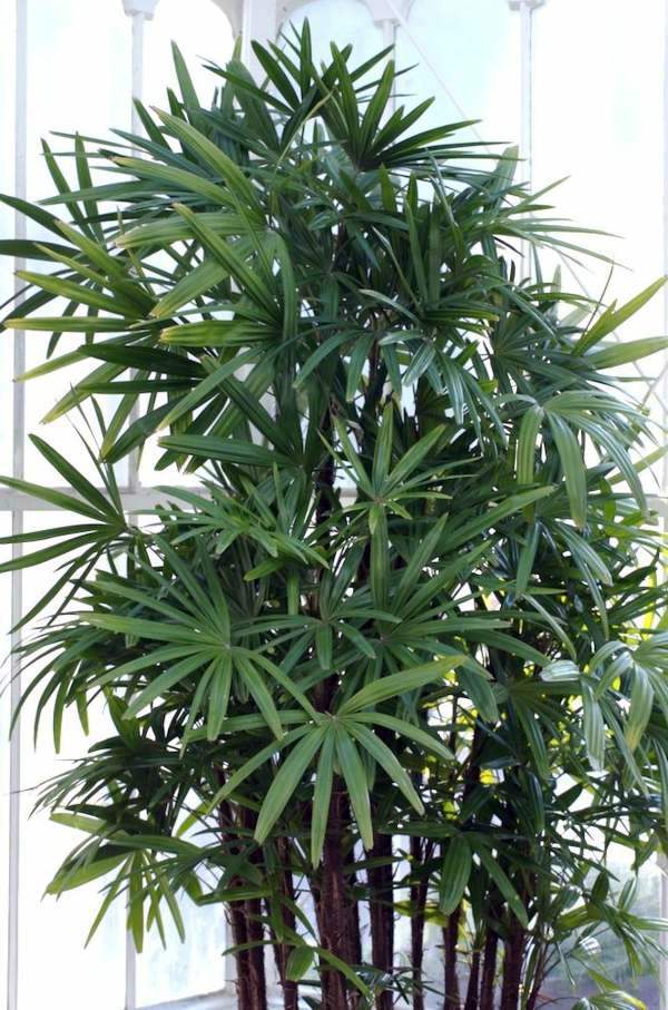Palm species houseplants Rhapis excelsa is one of the most popular