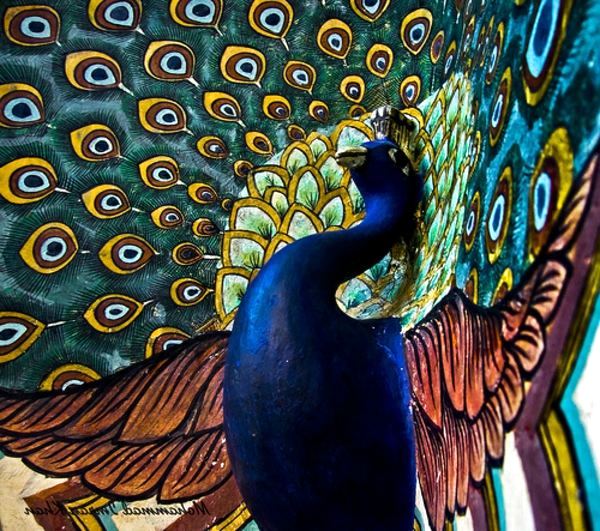Peacock feathers decoration in the living room - Trends 2014 Peacock feathers decoration in the living room - Trends 2014