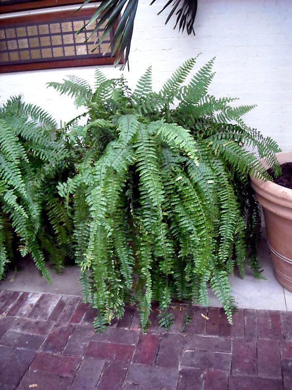 The best plants for shaded areas Interior Design Ideas