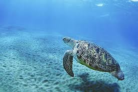 Sea Turtle Conservation Project in El Salvador | AVSO.ORG