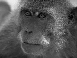 Animal Ethics