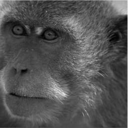 Animal Ethics