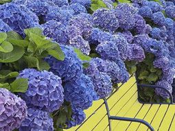 100 images on garden design – the art of modeling the natural