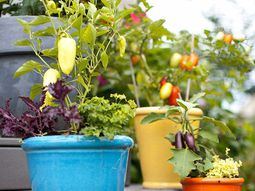20 interesting, fresh ideas for growing vegetables in containers