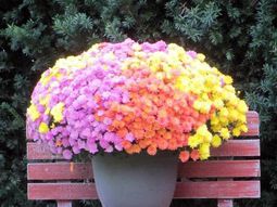 20 tips for garden accessories and garden decorations that will liven up your landscape