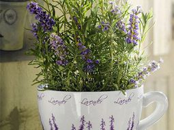 25 Ideas for home decoration with lavender