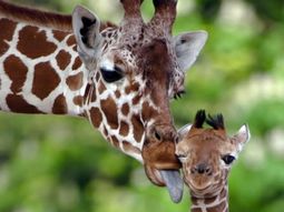 30 cute baby animals – they see but from not cute?