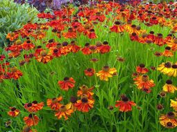 A great ornamental plant: With Sneezeweed your garden blooms all summer long!