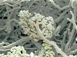 Apply home remedies for mold – remove mold