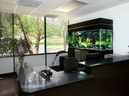 Aquarium at work – soothing and beautiful decoration