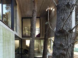Architecture: tree preservation on site