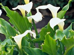 Beautiful white flowers for your garden
