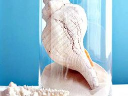 Beautify your home – seashells decoration