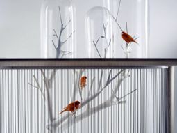 Bird Cage Bird of Archi Grégoire de Lafforest