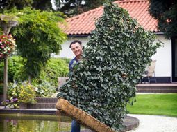 Blinds for terrace – living green wall protects your privacy