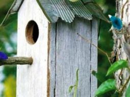 Build bird house itself – you contribute to wildlife