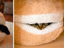 Cat Furniture Design – fun, creative cats Hide
