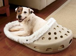 Cool dog bed in shape of a shoe