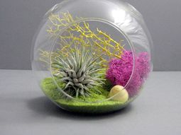 Create a unique air plant terrarium