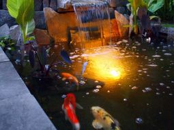 Creating a koi pond in the garden – typical extra for the Asian and tropical-inspired ambiance Garden &amp; Plants