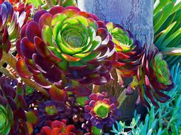 Decorative indoor plants – easy care potted plants