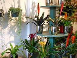 Exotic Decoration with tropical plants – how to care for bromeliads properly