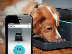 Feed the pet via smartphone