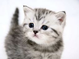 Feng Shui advice – find the best place for the litter box