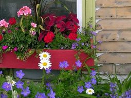 Flower boxes at the windows in different styles