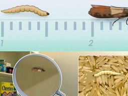 Food moths fight – effective home remedies for food moths