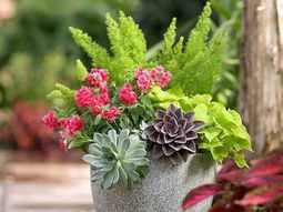 Garden ideas in autumn – bring your potted plants indoors!