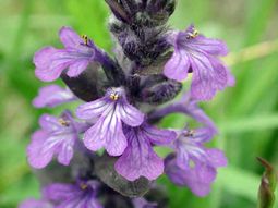 Garden plants that are easy and effective – the creeping Günsel